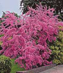 Tamariks, Tanaman dalam Al-Qur'an yang Jarang Dikenal