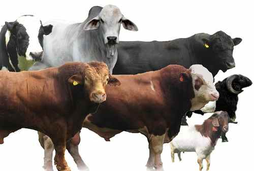 Kesehatan Hewan Kurban