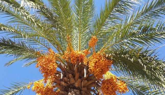 Belajarlah dari Pohon Kurma