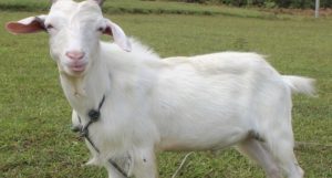 Patungan Kambing
