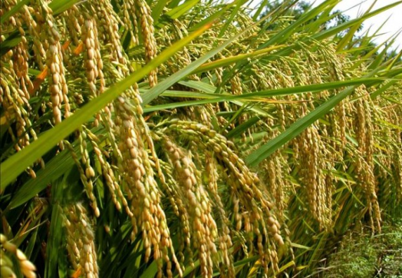 Ancaman Krisis El Nino