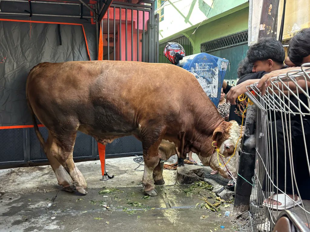 Sapi Ngamuk